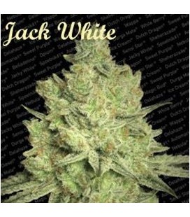 JACKY WHITE