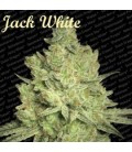 Jacky White Feminizada Paradise Seeds