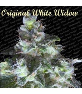 ORIGINAL WHITE WIDOW