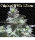Original White Widow Feminizada  Paradise Seeds