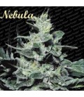 Nebula II CBD Paradise Seeds