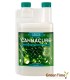 CANNA CURE RTU