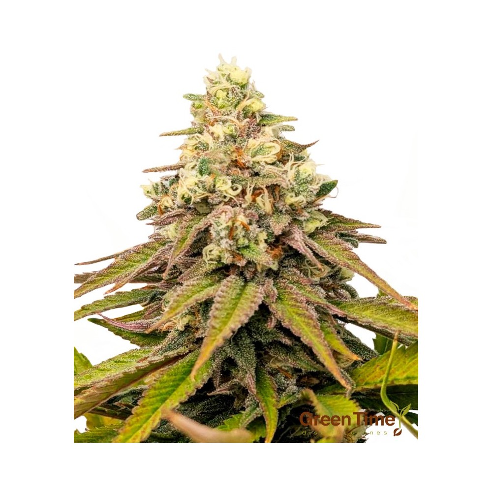 Amnesia 100% feminizada