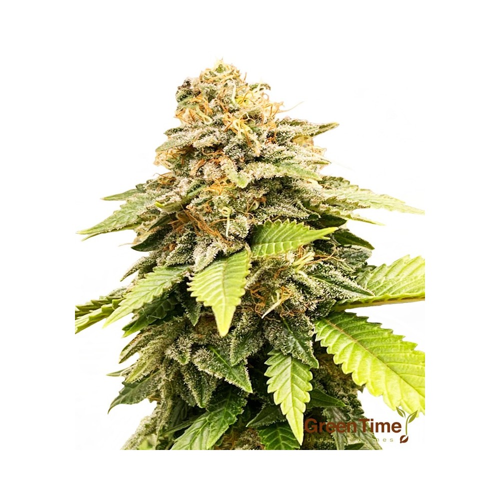 Critical + 100% feminizada