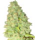 Critical + Autofloreciente