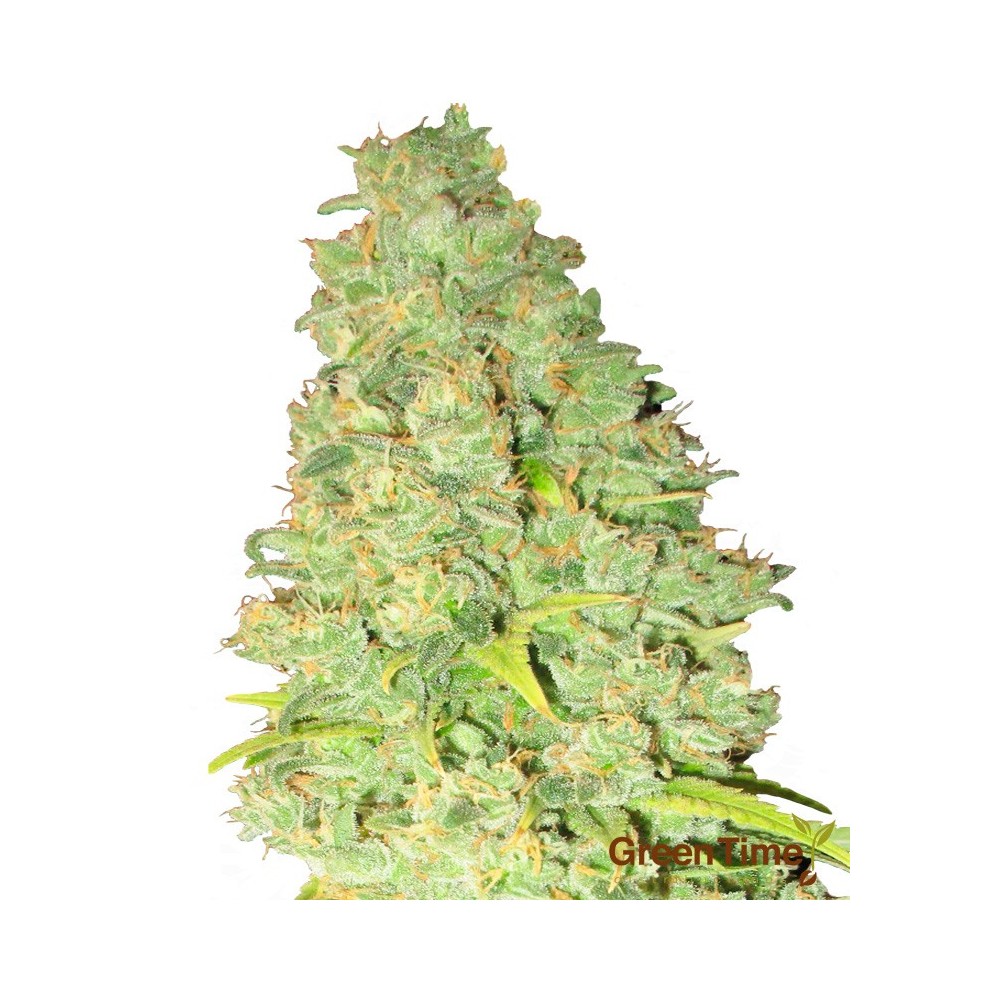 Critical + Autofloreciente