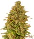 Amnesia Gelato 100% Feminizada