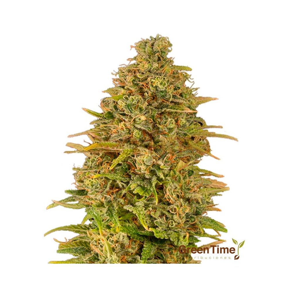 Amnesia Gelato 100% Feminizada