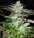 BLACK JACK