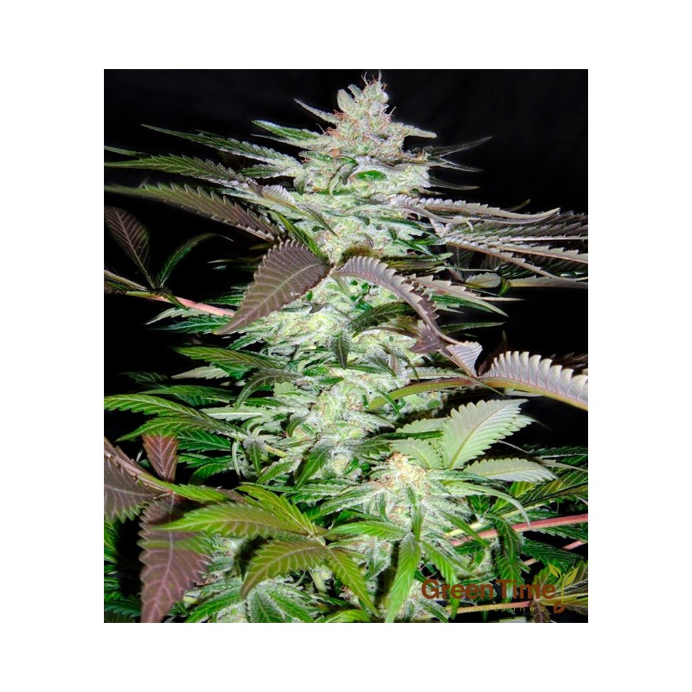 BLACK JACK