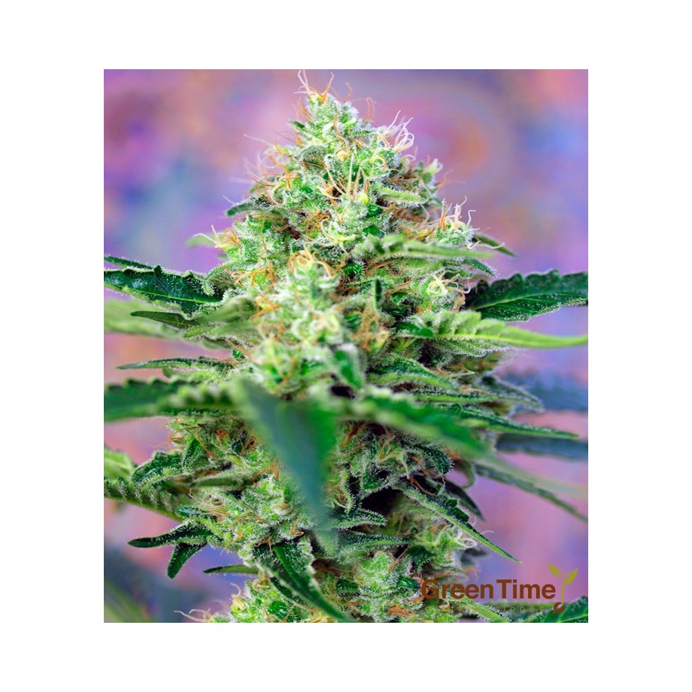 CRYSTAL CANDY