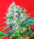 GREEN POISON