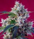 INDIGO BERRY KUSH