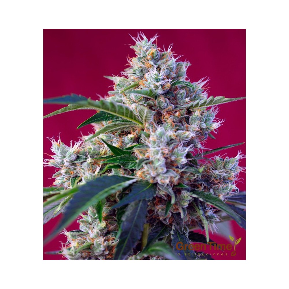 INDIGO BERRY KUSH