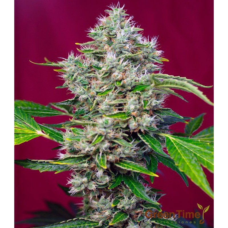 SAN FERNANDO LEMON KUSH