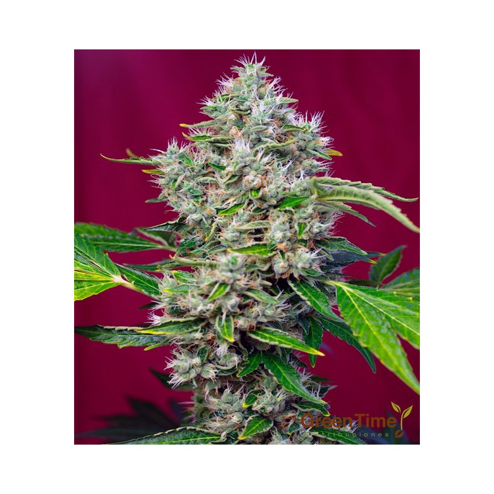 SAN FERNANDO LEMON KUSH