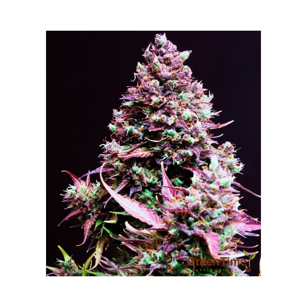 CREAM CARAMEL AUTOMATICA