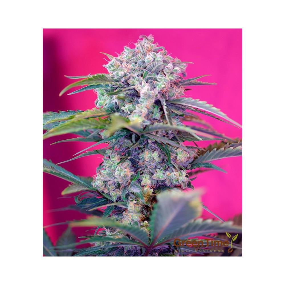 CREAM MANDARINE AUTO