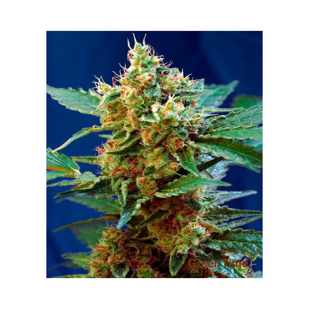 CREAM MANDARINE XL AUTO