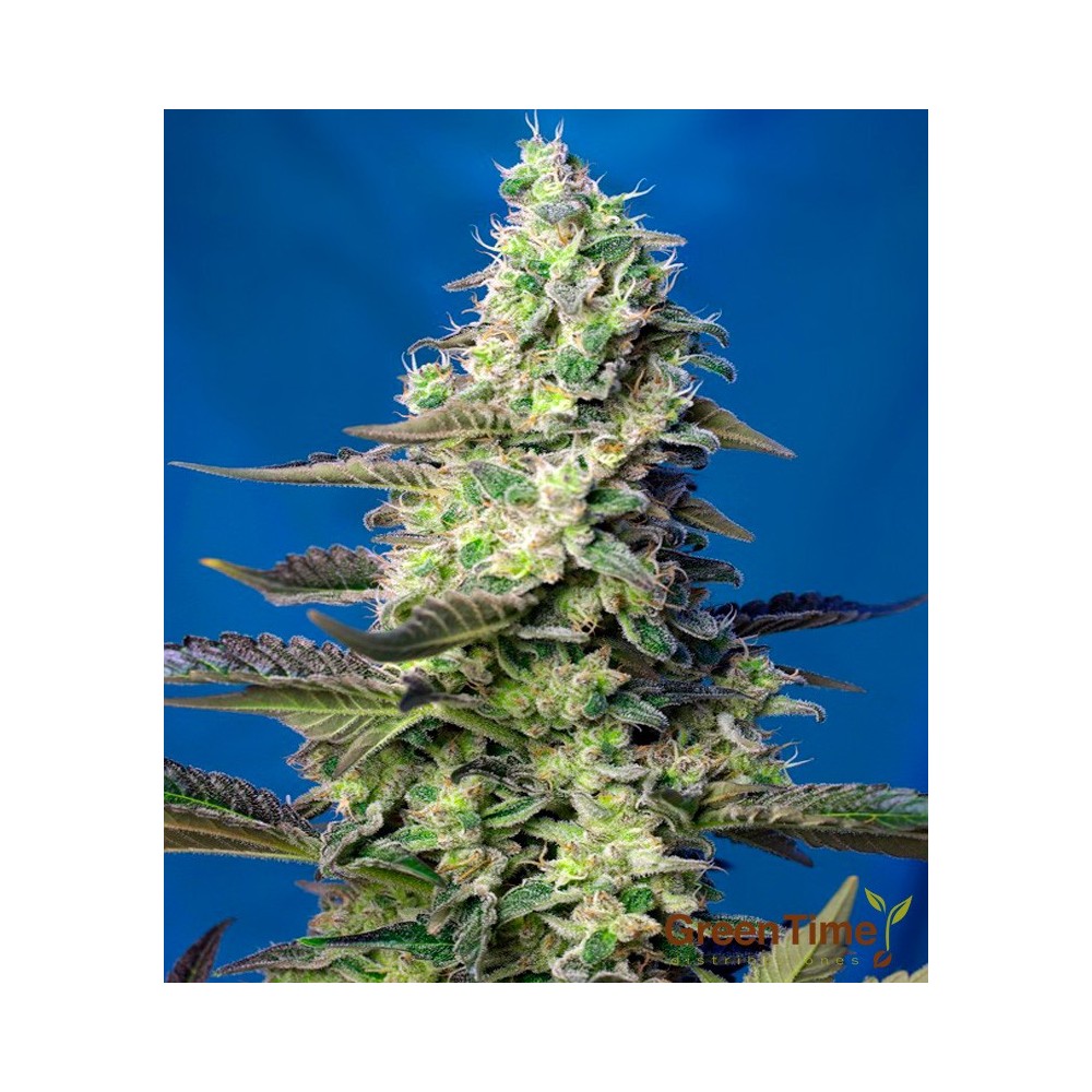 GREEN POISON XL AUTO