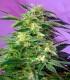 KILLER KUSH AUTO