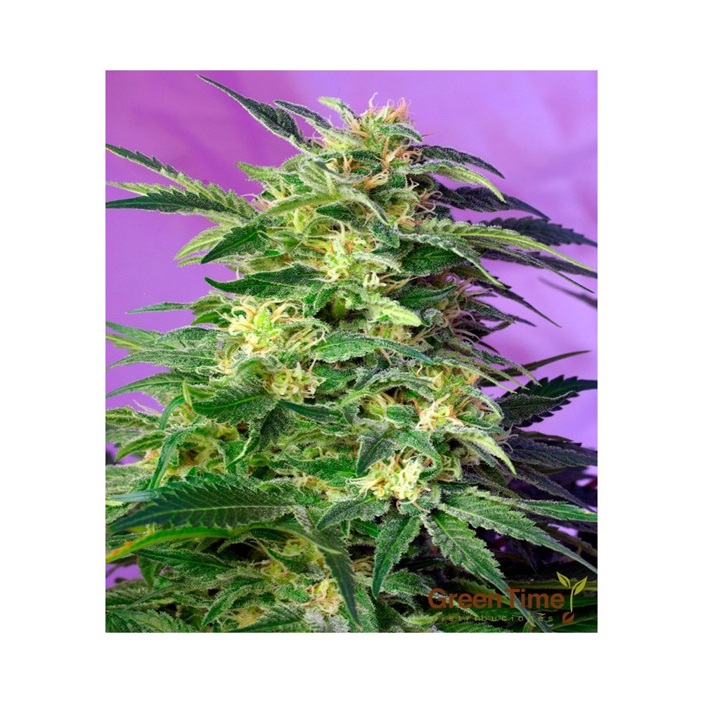 KILLER KUSH AUTO