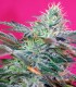 SWEET CHEESE AUTO