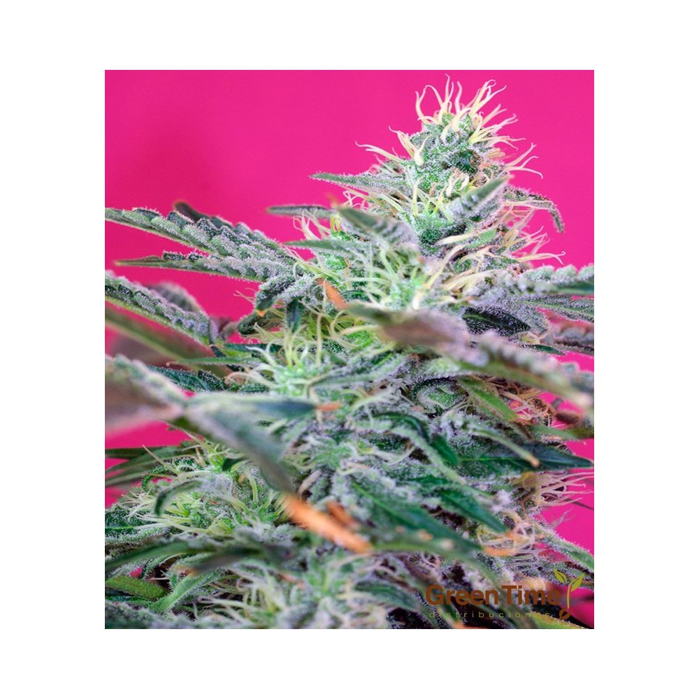 SWEET CHEESE AUTO