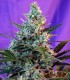 SWEET SKUNK AUTO