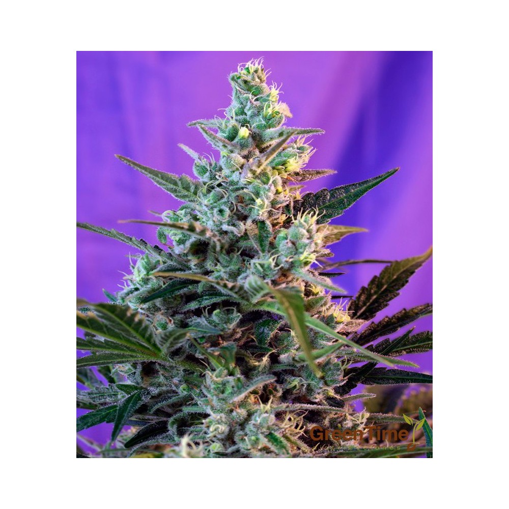 SWEET SKUNK AUTO