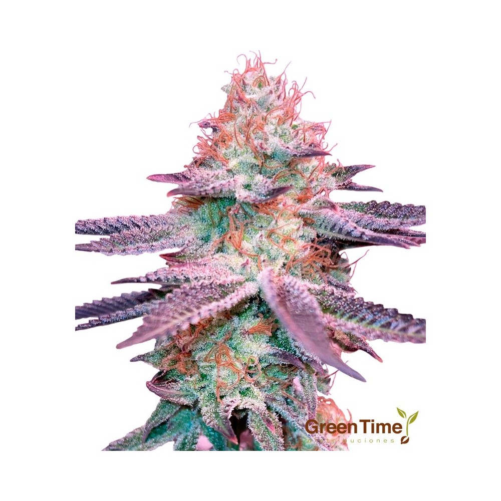 Crema Mandarine XXL Autofloreciente