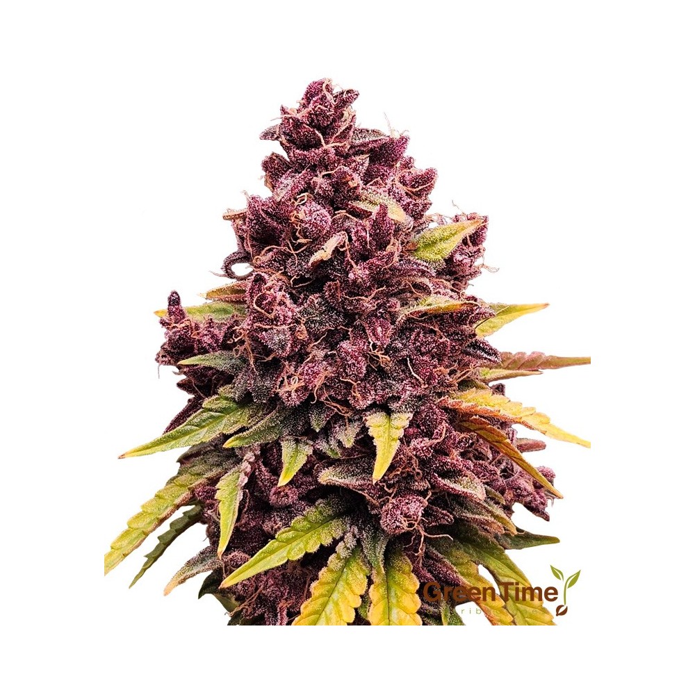 Critical Purple Autofloreciente