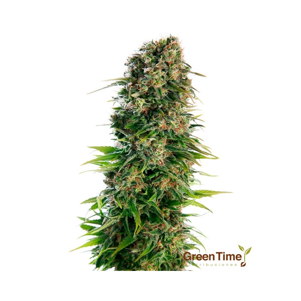 HINDU KUSH AUTO SENSI SEEDS