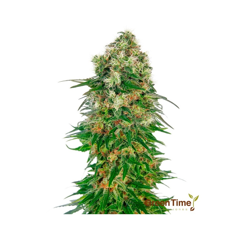 SHIVA SKUNK AUTOMATICA