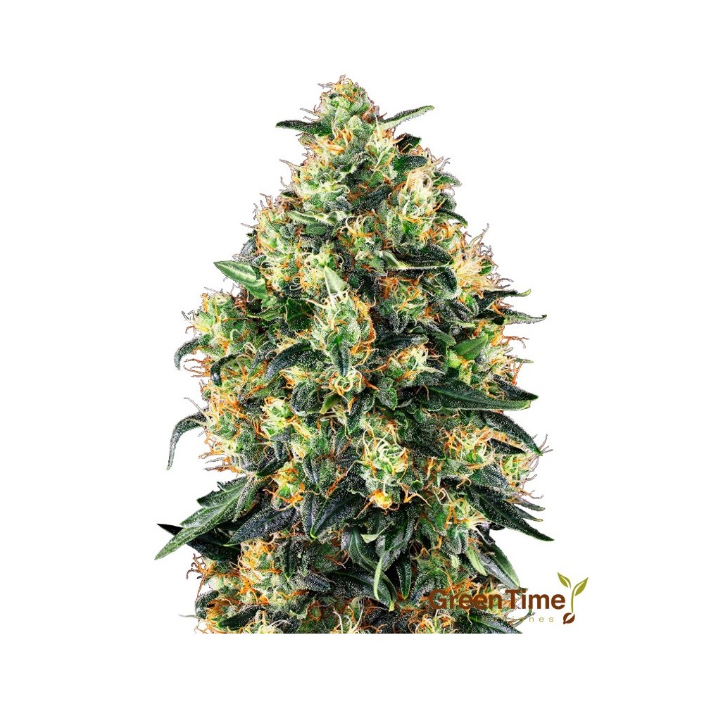 SUPER SKUNK AUTOMATICA