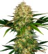 AFGHANI  1 CLASSIC REDUX SERIES SENSI SEEDS