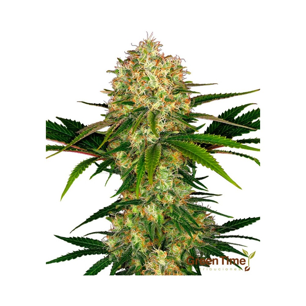 AFGHANI  1 CLASSIC REDUX SERIES SENSI SEEDS
