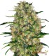 BLACK DOMINA100% SENSI SEEDS