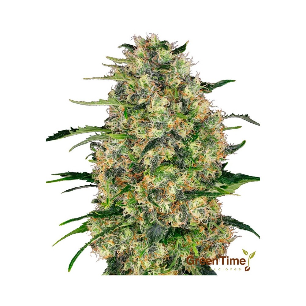 BLACK DOMINA100% SENSI SEEDS
