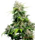 CALIFORNIA INDICA SENSI SEEDS