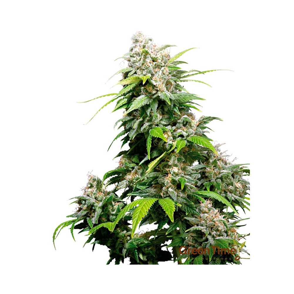 CALIFORNIA INDICA SENSI SEEDS