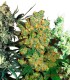 FEMINIZED MIX 100%