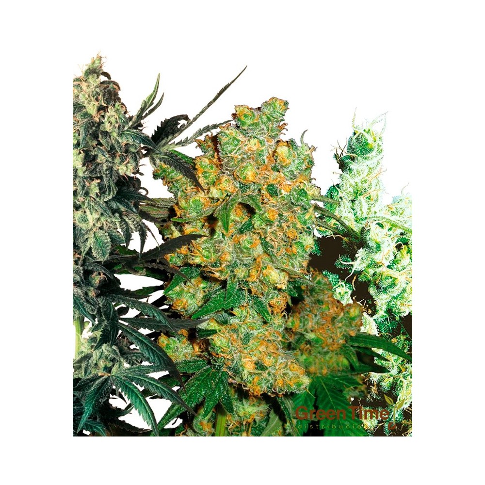 FEMINIZED MIX 100%