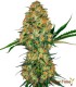 HINDU KUSH 100% SENSI SEEDS