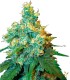 JACK HERER SENSI SEEDS