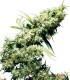 JAMAICAN PEARL CLASSIC REDUX SERIES SENSI SEEDS