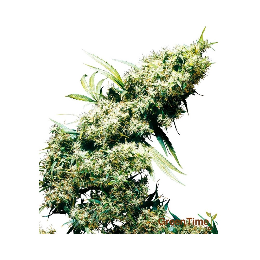 JAMAICAN PEARL CLASSIC REDUX SERIES SENSI SEEDS