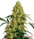 MEXICAN SATIVA CLASSIC REDUX SERIES SENSI SEEDS
