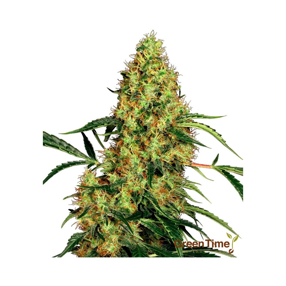 MEXICAN SATIVA CLASSIC REDUX SERIES SENSI SEEDS