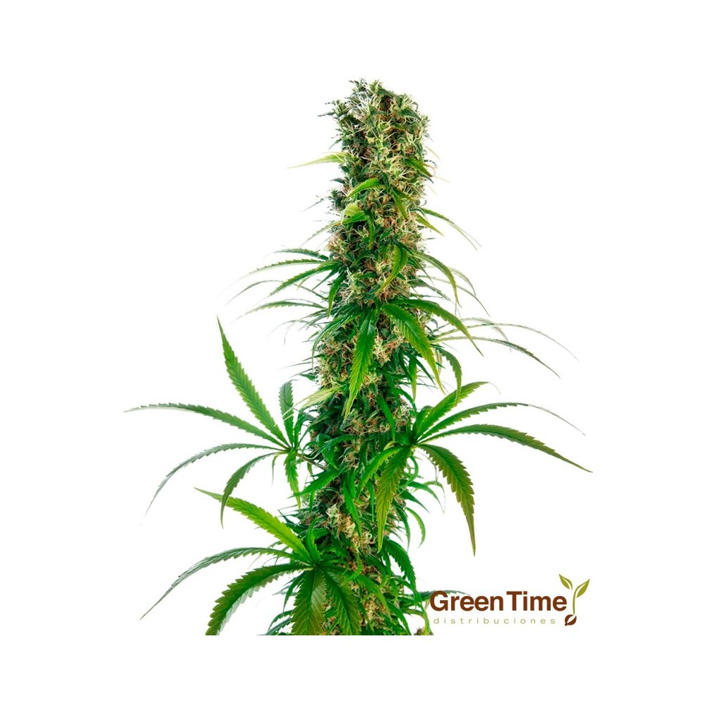 MICHKA FEM SENSI SEEDS